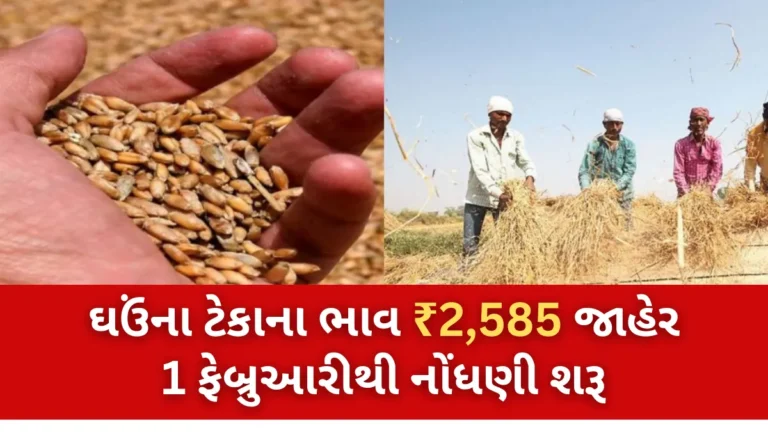 ખેડૂત મિત્રો માટે ખુશખબર! ઘઉંના ટેકાના ભાવ ₹2,585 જાહેર 1 ફેબ્રુઆરીથી નોંધણી શરૂ