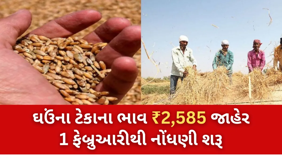 ખેડૂત મિત્રો માટે ખુશખબર! ઘઉંના ટેકાના ભાવ ₹2,585 જાહેર 1 ફેબ્રુઆરીથી નોંધણી શરૂ